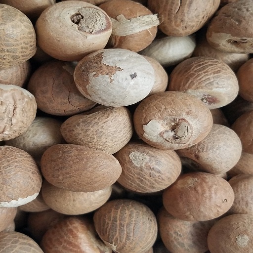 Buy Premium Quality Organic Betel Nuts Whole At Best Price From ANGC