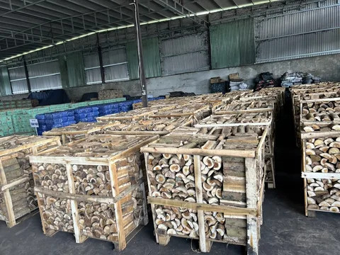 Buy Dry Beech Oak Firewood In Pallets Dried Oak Firewood Kiln Firewood