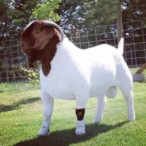 Buy Full Blood Live Boer Goats Pureblood From Wintercorn Import