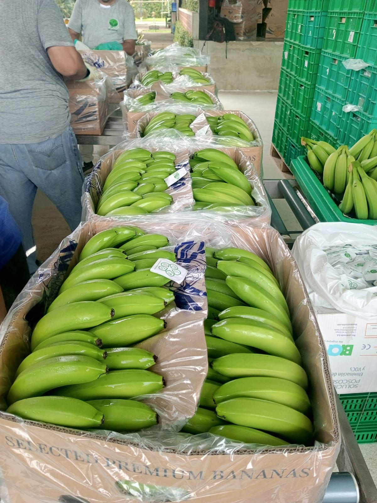 Buy Green Fresh Cavendish Bananas From Belafruit Ecuador Tradewheel