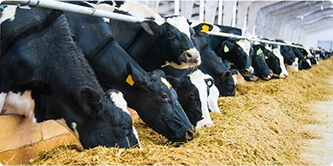 Feed Suppliers