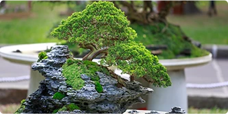 Ornamental Plants Suppliers