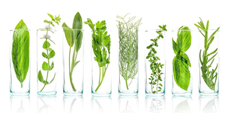 Plant Extract Suppliers