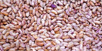 Plant Seeds & Bulbs Suppliers
