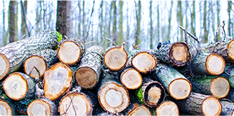 Timber Raw Materials Suppliers