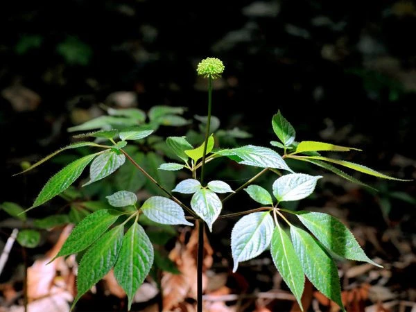 Dai Viet - Ngoc Linh Ginseng Privated Enterprise