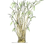 PT. Indobel Bamboo Merapi