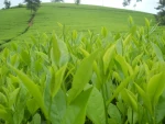 NAM GIANG TEA IMPORT EXPORT COMPANY LIMITED