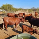All Livestock Trade
