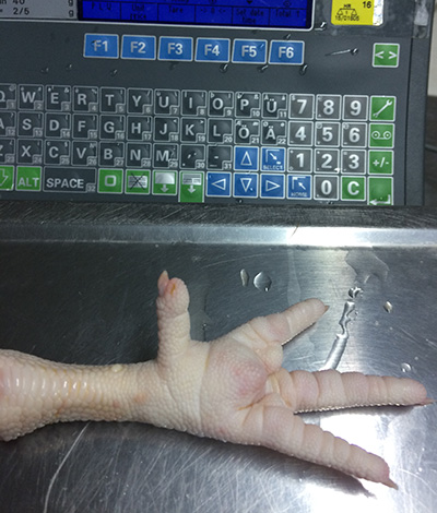 Frozen Chicken Feet - Grade A