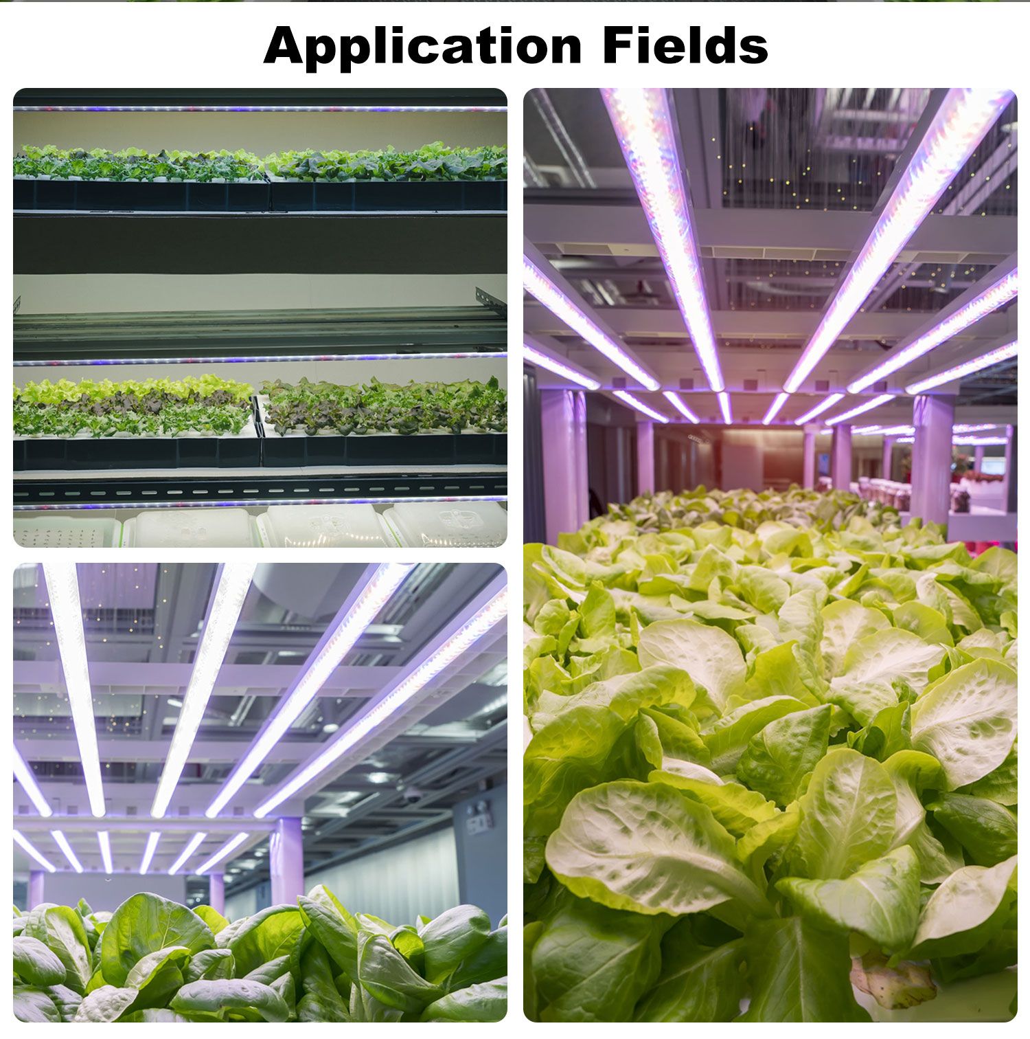 Buy 6400k 9000k 2ft 4ft T8 Led Grow Light Bulb Led Plants Full Spectrum ...