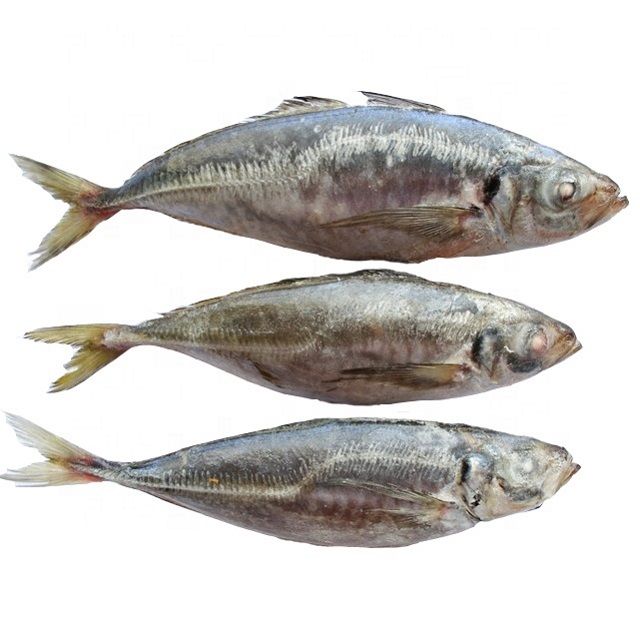 Buy Big Size Frozen Pacific Mackerel Fish 300500g from Master Foods SA