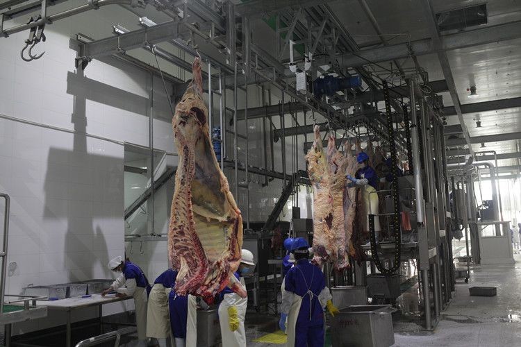 Buy Halal Cattle Slaughterhouse With Beef Butcher Abattoir Meat Process ...