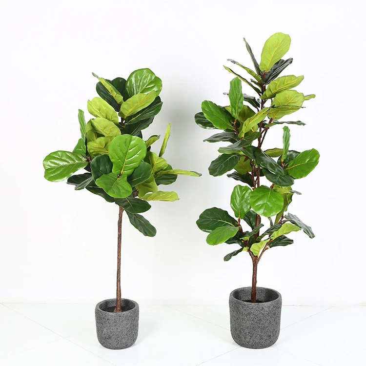 pothos queen marble Pothos-Epipremnum aureum 'Marble Queen'