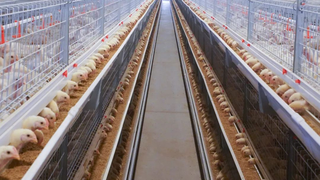 Buy Poultry Farming Equipment Supplier Automatic Battery Egg Layer ...
