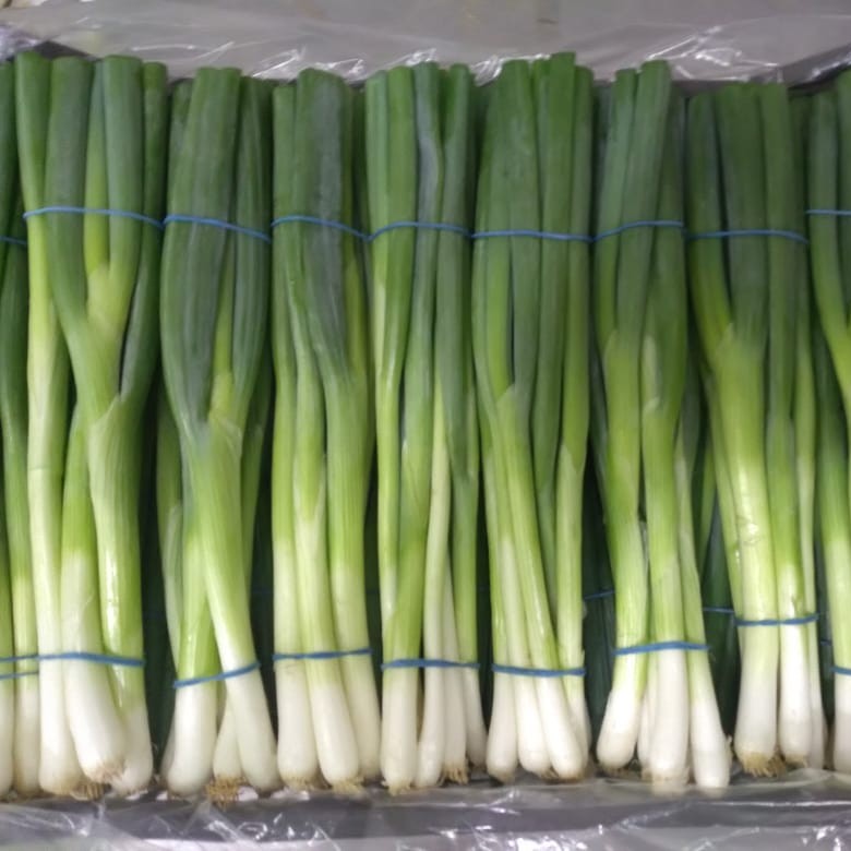 Spring Onion Price Buy Spring Onions Green Onions Fresh New Crop New Season High Quality ...