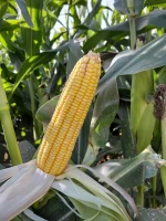 Corn Silage