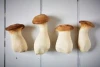 Oyster Mushrooms