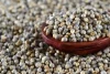 Buy Millet Online from a Trusted International Supplier