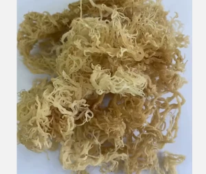 Wholesale dried seaweed seamoss in Vietnam