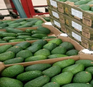 Fresh  Avocado from South Africa for sale