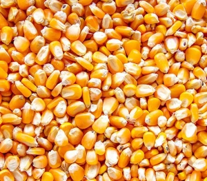 Yellow/White Maize (Corn) - High-Quality Supply with 14.5% Moisture Max