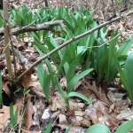 Freshly harvested Wild Leeks delivery