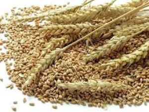 BEST SALE 2023 !!! Animal Feed Wheat and Wheat Bran from Vietnam with BEST QUALITY and REASONABLE PRICE - NAVALO