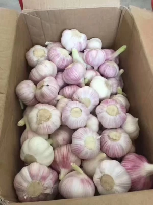 6.0-6.5CM Fresh Garlic