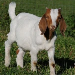 ull Blood LIVE Boer Goats, Saanen Goats,Merino sheep,Brahman Heifers