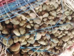 Raw Cashew nuts