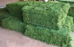 Alfalfa hay
