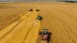 Soybean GMO