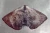 Import Premium Peruvian Giant Squid Wings from Peru