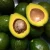 Import Fresh  Avocado from South Africa for sale from South Africa