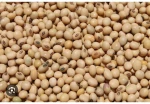 Soybean