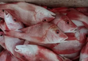Frozen Red Snapper For Sale/high quality snapper fish