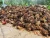 Import Crude Palm Oil,  RBDPOL, RBDPST, PFAD For Sale from Cameroon