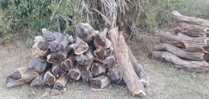 African hardwood, blackwood rosewood timber