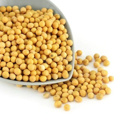 Dried Yellow Soybeans, Quality Grade in Best Price