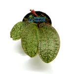 Sonerila sp Pink Anyelir