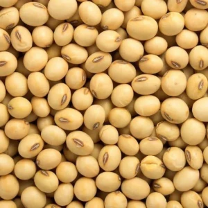 High-Quality Soybeans for Food, Feed, and Industrial Processing