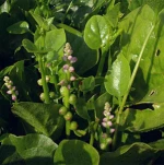 16 Years Manufacturer Supply High Quality Basella Alba Extract Powder