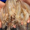 -18 Degree BQF Frozen White Shrimp