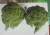 Import 2019 (11-13cm)chinese fresh broccoli from new season(export standard) supplying all the year round from China