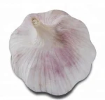 2020 Shandong Fresh Garlic Normal/Pure White 4.5/5.0/5.5/6.0/6.5cm Up