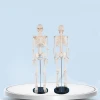 85cm Full Body Flexible Skeleton Anatomy Model Medical Teaching Human Skeleton Model