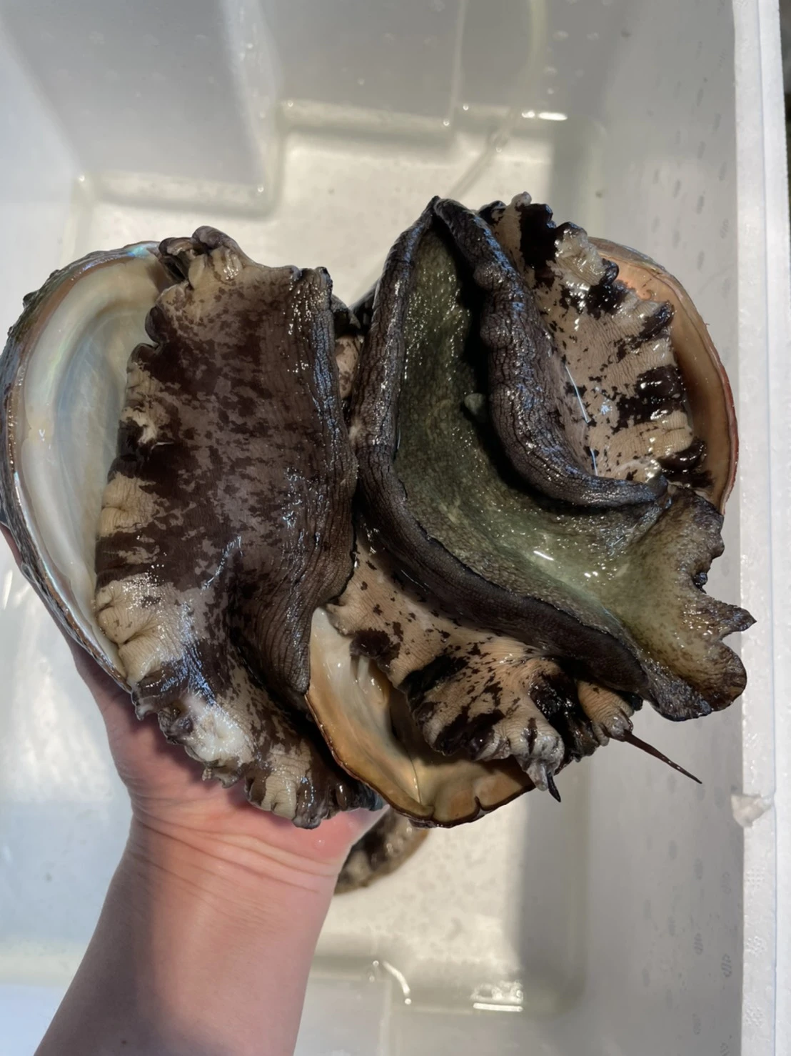 Abalone high-end ecologically friendly fresh fish seafood shellfish
