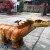 Import amusement park rides remote control robotic dino rides from China