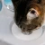 Automatic feeders cats/dogs Anti-skid and Anti-leakage Pet Double Bowl Dual-purpose Pet Basin automatic pet feeder